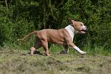 AMSTAFF ADULT 418